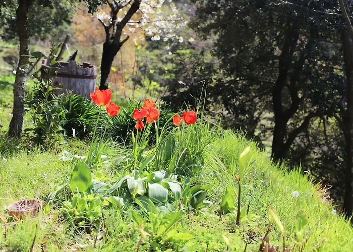 Pavi Delle 5 Terre